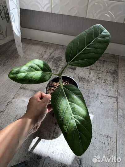 Фикус бенгальский одри