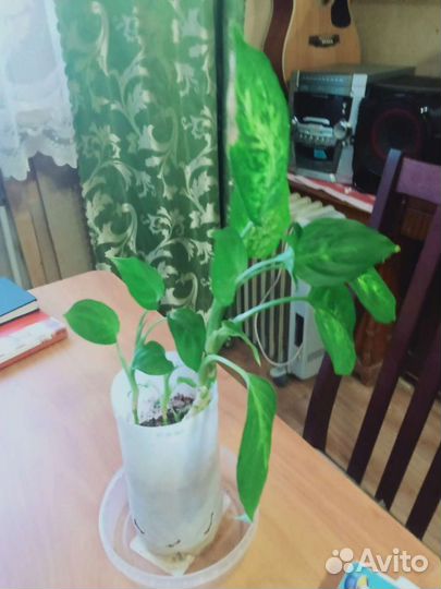 Диффенбахия