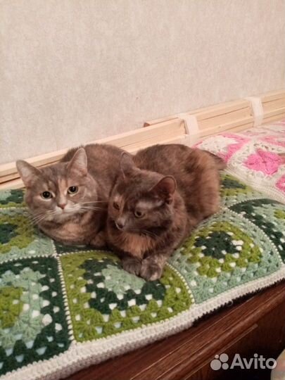 Пушинка в любящие руки