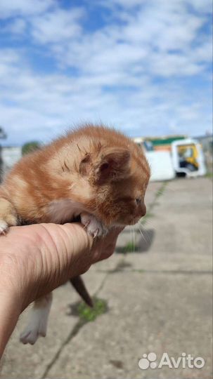 Котята ищут дом