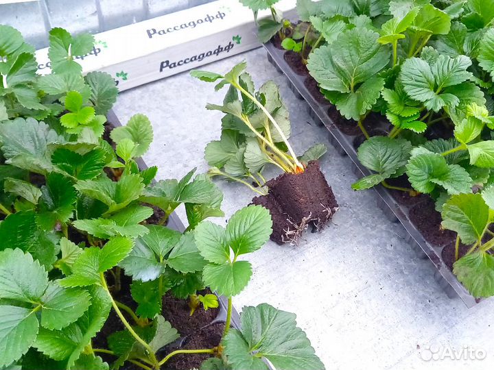 Рассада клубники фриго