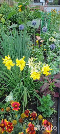 Лилейник саженцы