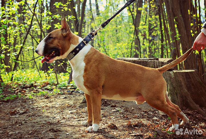 Бультерьер Вязка Чемпион