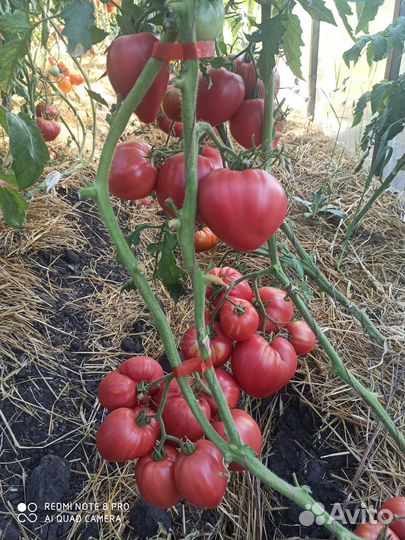 Семена коллекционных сортов томата