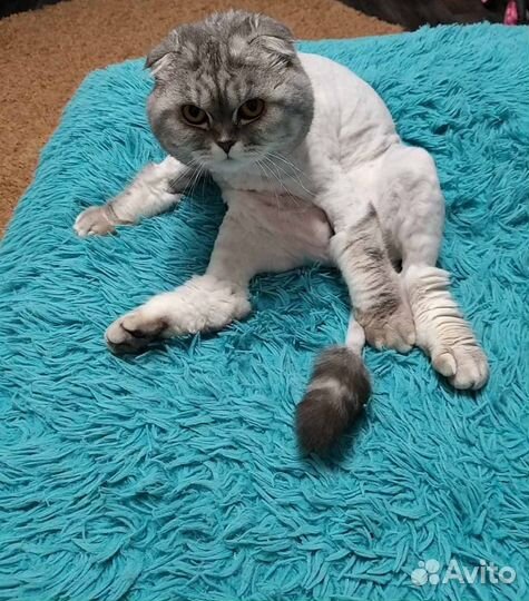 Стрижка котов