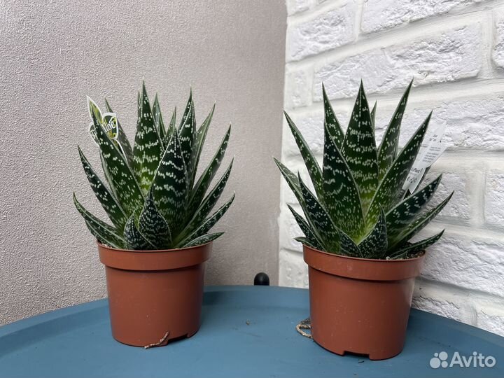 Суккуленты хавортия комнатные растения