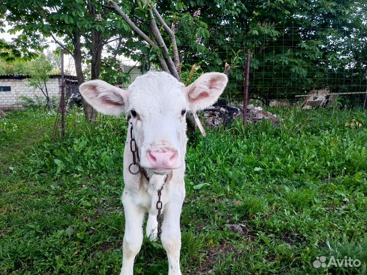 Телка 2 месяца