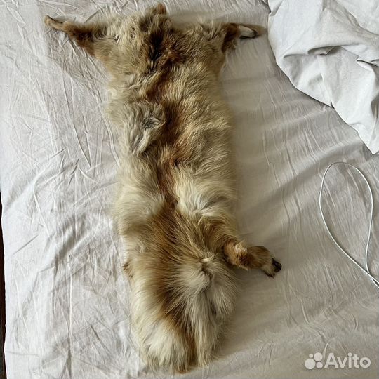 Шкурка лисы