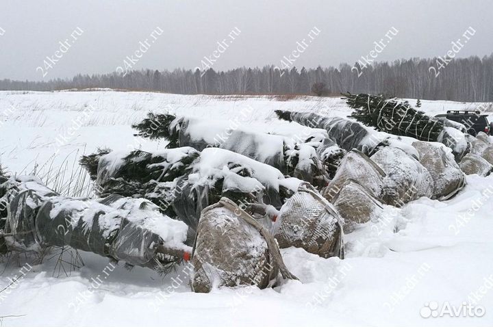 Дерево кедра