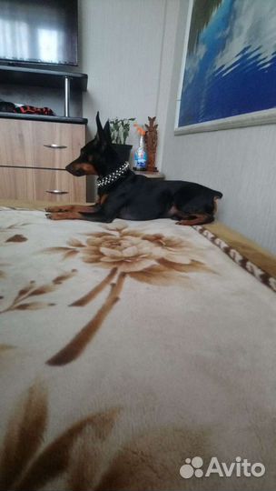 Щенки цвергпинчера (мини доберман)