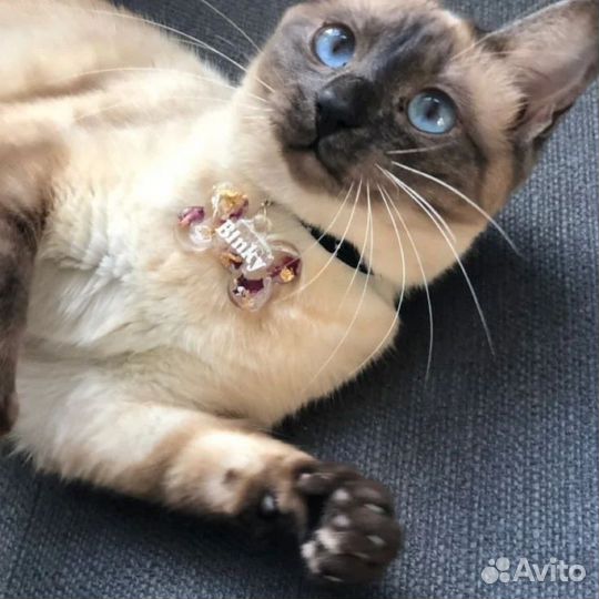 Адресник для кошек и собак