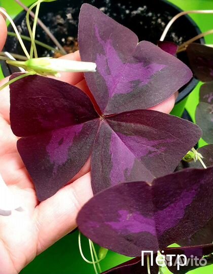 Кислица / Oxalis