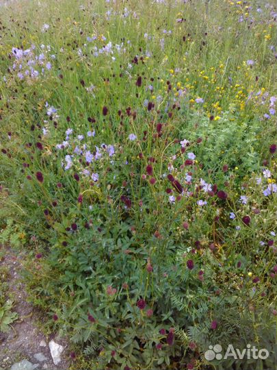 Мед Усть-Коксинский