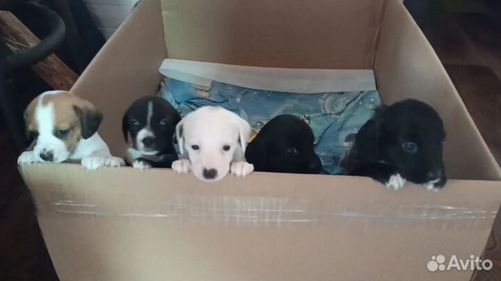 Щенки таксы и чихуа-хуа