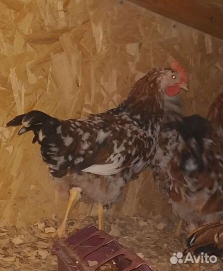 Ия породных кур