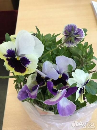 Виола цветы