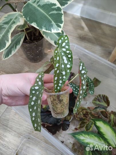 Бегония макулата