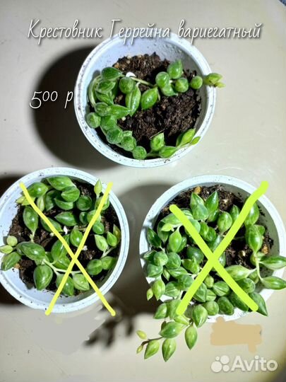 Дисхидия, крестовники