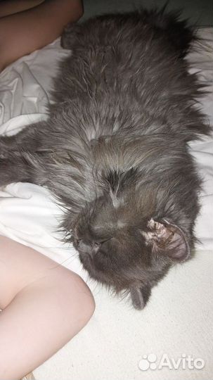 Порода сибирская кошка