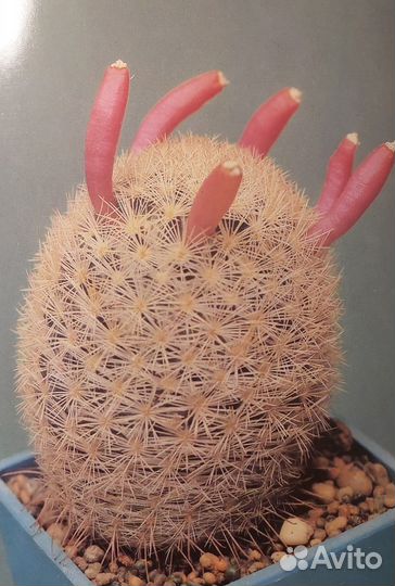 Набор открыток 