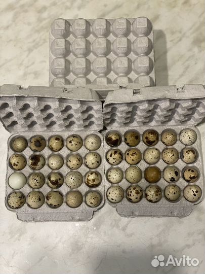 Домашние яйца перепелиные