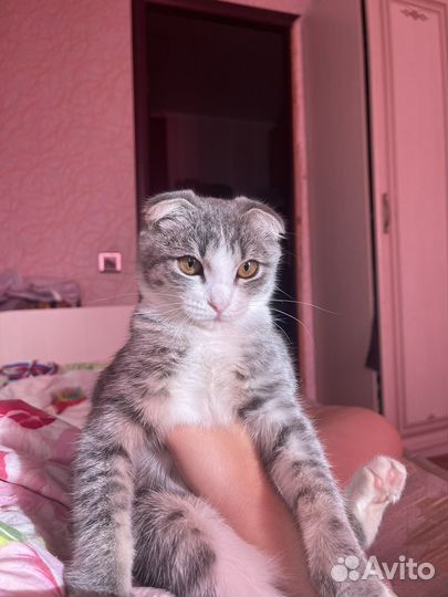 Вислоухая кошка