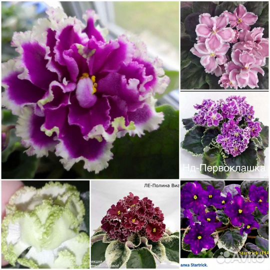 Фиалка листочки