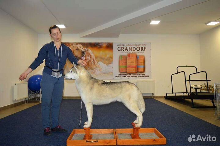 Happy legs.Хэппи легс.Тренажер для собак