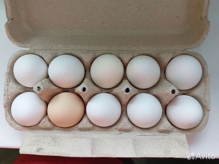 Яйцо и мясо домашнее