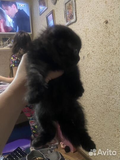 Кошки вислоухие