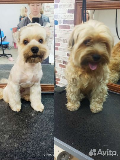 Стрижка собак