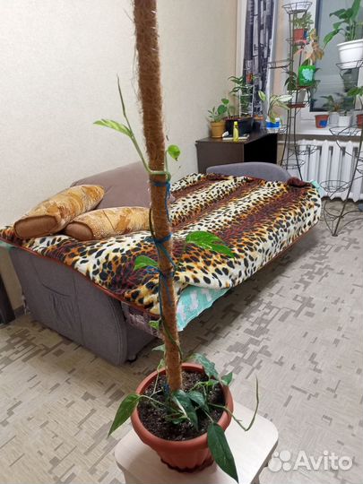 Эпипремнум Пиннатум вайт