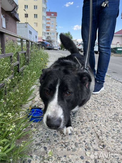 Собака в хорошие руки