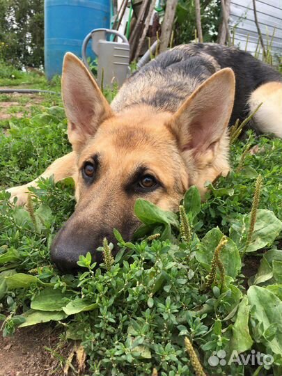 Щенки восточноевропейской овчарки