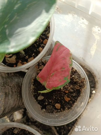 Комнатные растения