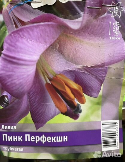 Лилии луковицы