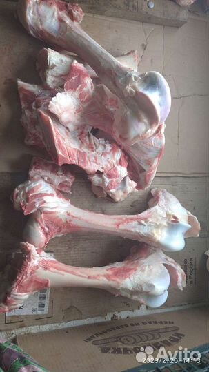 Кости для собак свежие