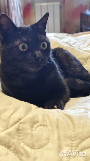 Кошка в дар бесплатно