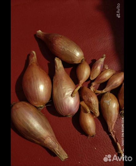 Лук шалот Деликатес (семейный)