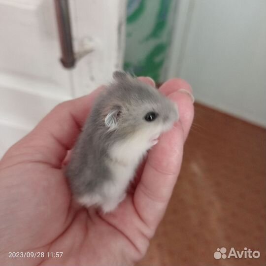 Джунгарский хомяк