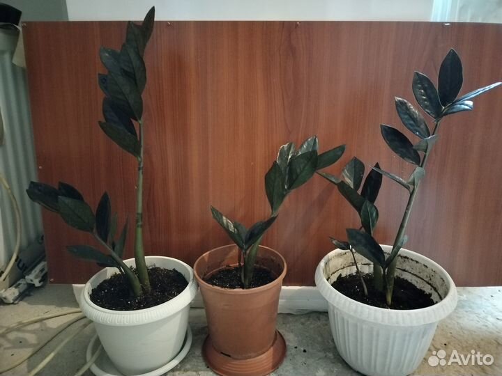 Замиокулькас Блек Равен