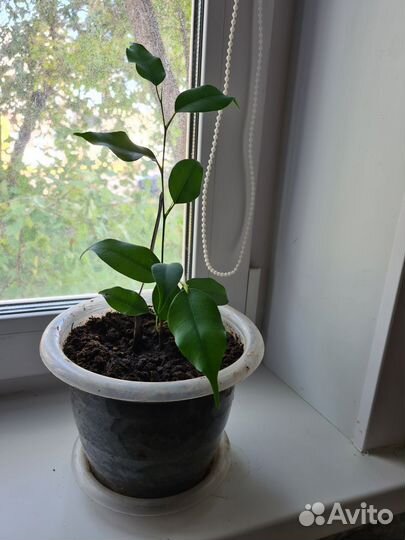 Фикус бенджамина 3