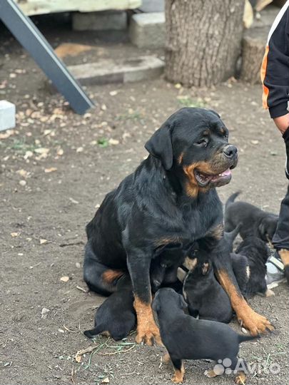 Щенки ротвейлера продажа