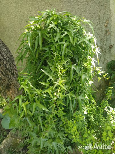 Цветы для сада. Отправляю только по Крыму