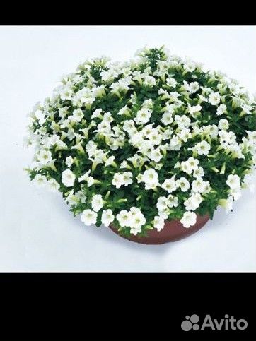 Петуния,калибкахо,вербена,ампельная