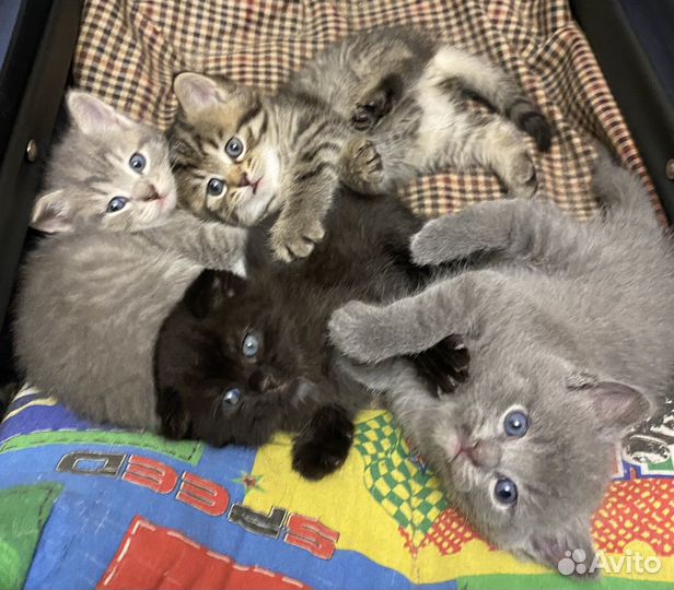 Отдам в добрые руки котят