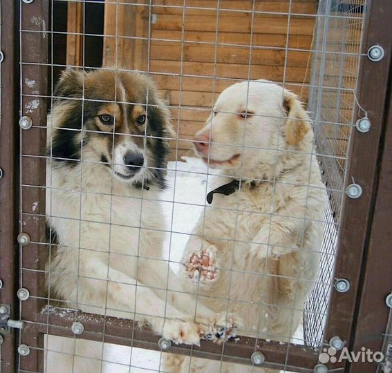 Собака в добрые руки