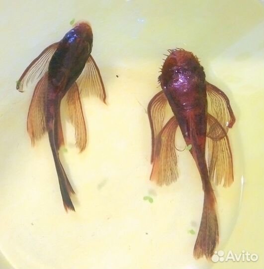 Анциструс вуальевые и обычные, гуппи испанцы