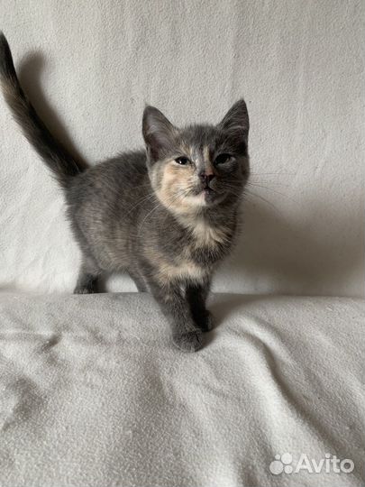 Котята в добрые руки бесплатно