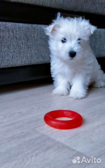 Щенки вестики